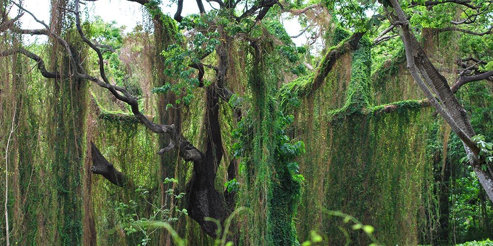 Forest of Havana