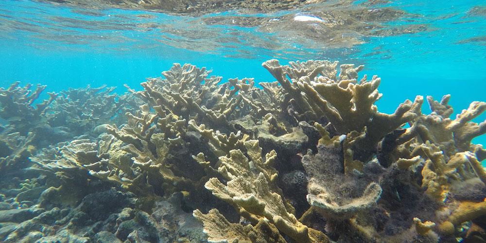 Punta Perdiz with Snorkeling